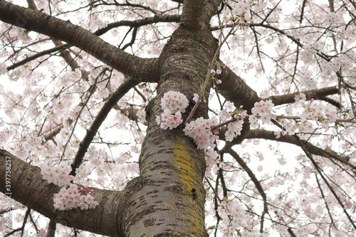 White Pink Blossom on a Tree Trunk photo