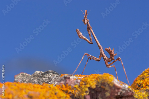 stick mantis (Empusa Pennata) on a rock with moss and blue sky in Malaga. Spain