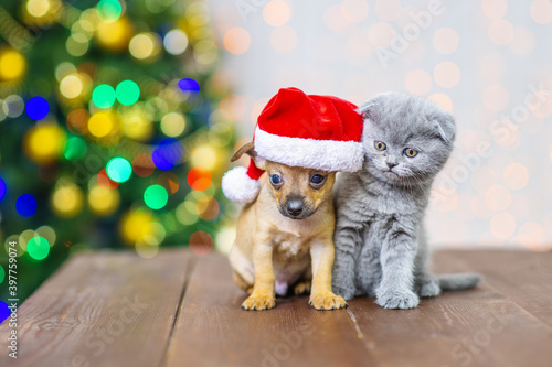 Couple of kitten and puppy in santa hat on the background of a christmas tree © Ermolaeva Olga