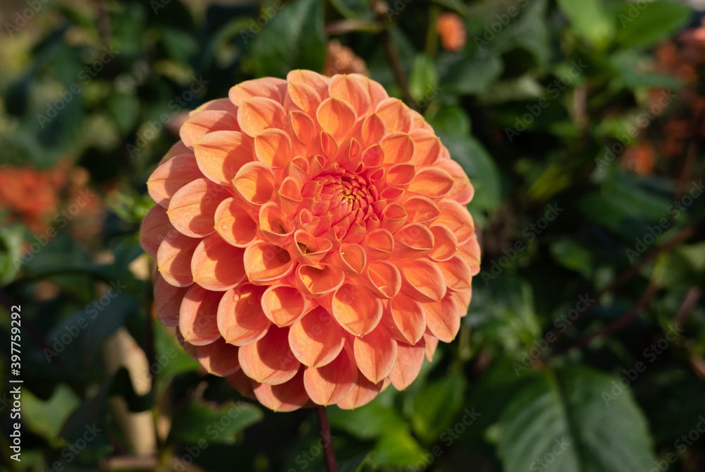 Pretty flowers Dahlia Ball growing in the garden Pretty flowers Dahlia Ball growing in the garden