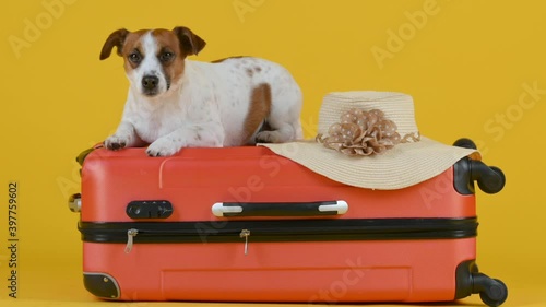 Funny little dog wearing glasses sits on a suitcase isolated on a yellow background. Vacation and travel concept