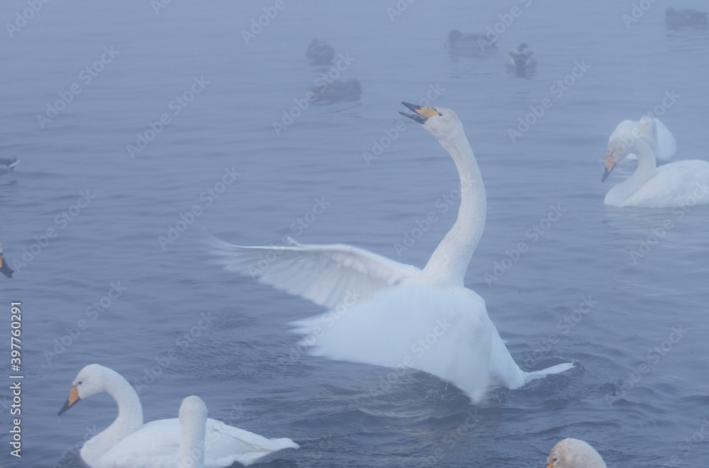 White swans in the lake. Morning misty scene. Swans in a heart shape. (Cygnus olor) is a species of swan and a member of the waterfowl family Anatidae. White swans in the lake. Morning misty scene. Swans in a heart shape. (Cygnus olor) is a species of swan and a member of the waterfowl family Anatidae.