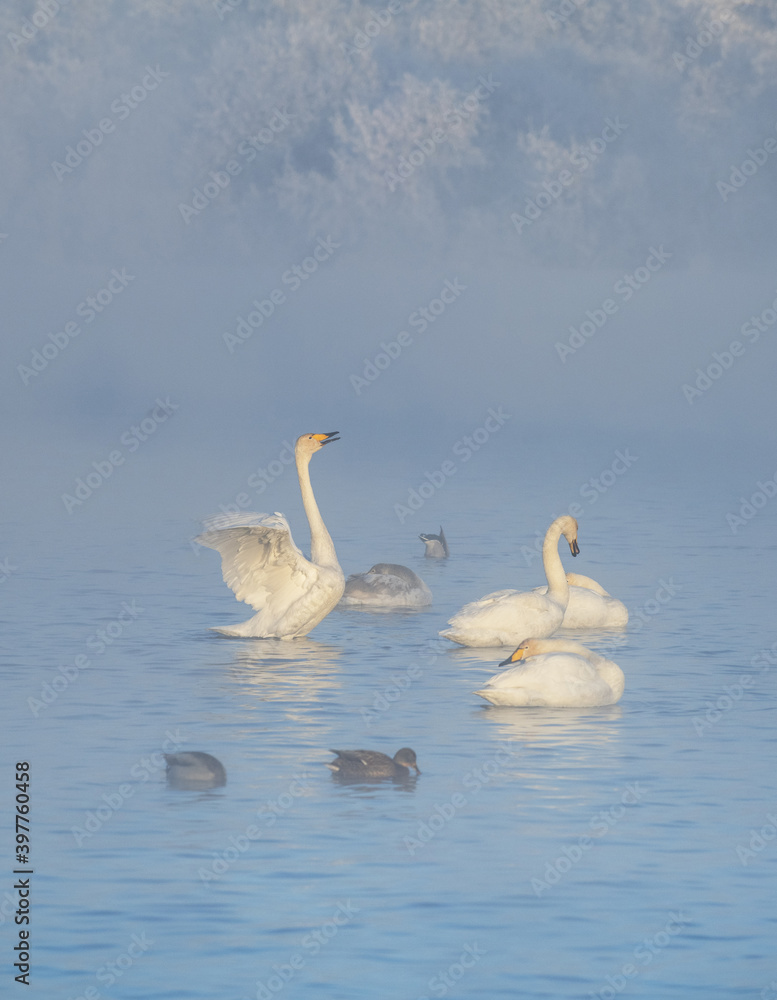 A gentle view of white swans glowing in the morning frost in the winter light. Beautiful fog soars above the water. The love relationship between birds. Swans. Altai Republic. Siberia. Russia. A gentle view of white swans glowing in the morning frost in the winter light. Beautiful fog soars above the water. The love relationship between birds. Swans. Altai Republic. Siberia. Russia.