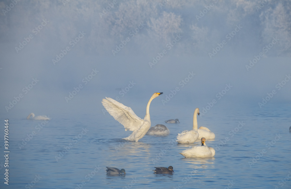 Fototapeta premium Wintering of white swans trumpeters in the morning fog on a non-freezing lake in Siberia. Whooper swan flaps its wings and stretches its neck