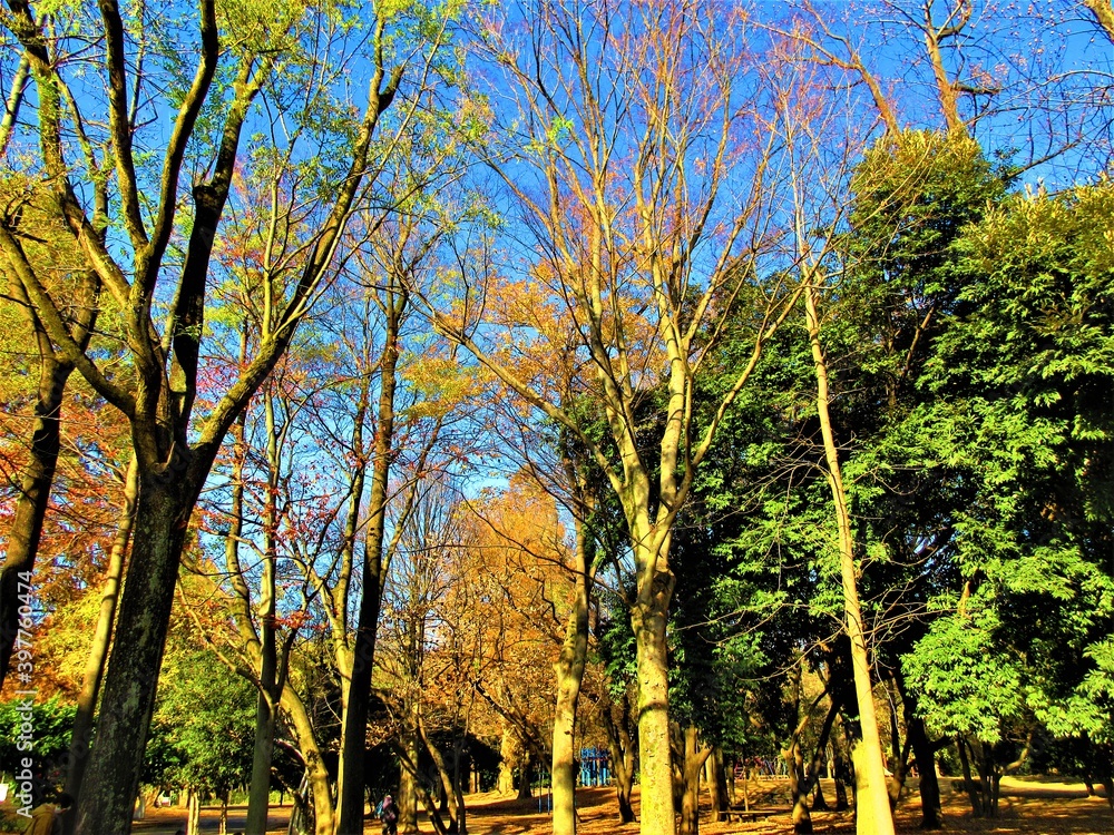 Fototapeta premium 秋の森