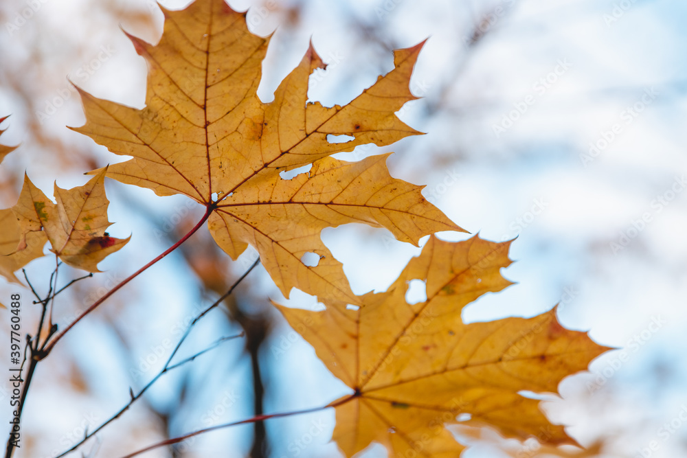 Autumn Leafs Autumn Leafs