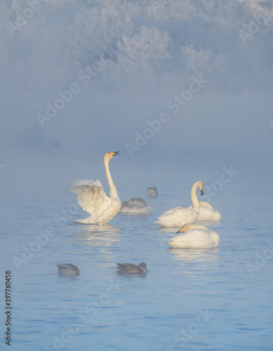 A gentle view of white swans glowing in the morning frost in the winter light. Beautiful fog soars above the water. The love relationship between birds. Swans. Altai Republic. Siberia. Russia.