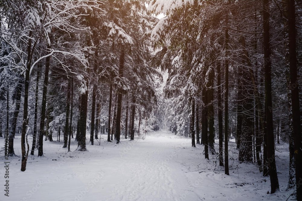 Pine trees are covered with snow on a frosty evening. Pine trees are covered with snow on a frosty evening.