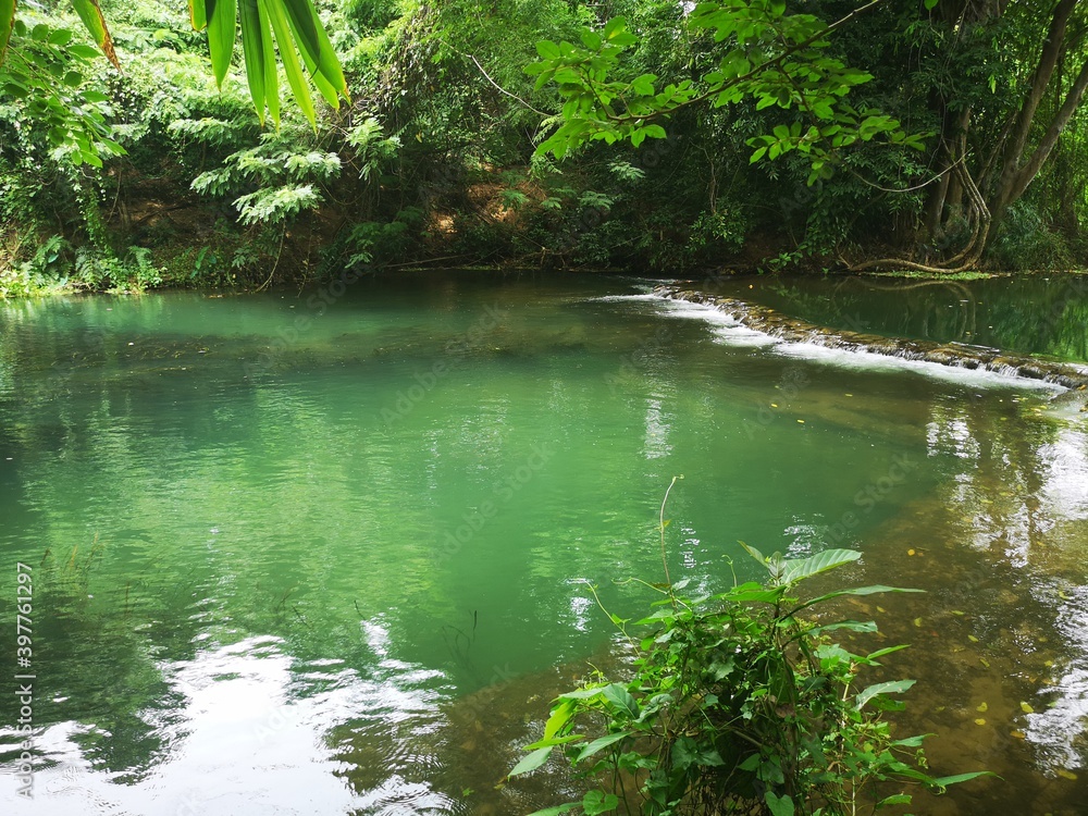 A clear stream in the deep forest A clear stream in the deep forest