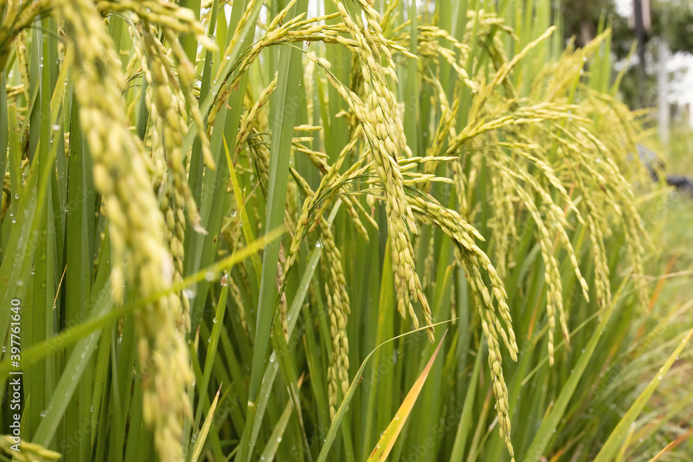 Mature rice plants with growing golden ears Mature rice plants with growing golden ears