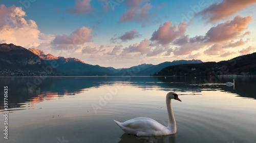 Fotografie Cygne-lac annecy