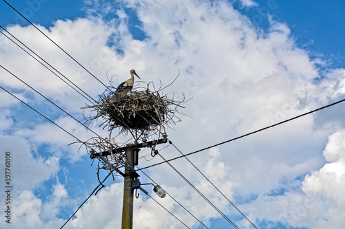 Stork on an electric pole