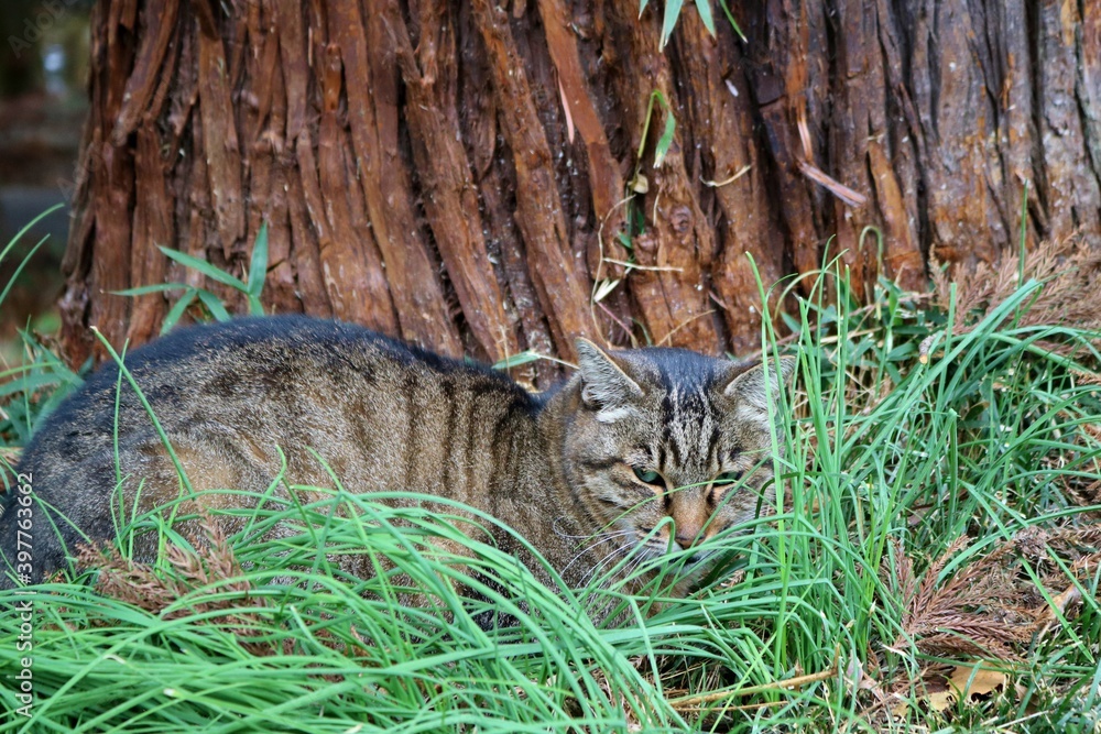 Obraz premium 草むらで寛ぐ猫 キジトラ 森 風景 秋