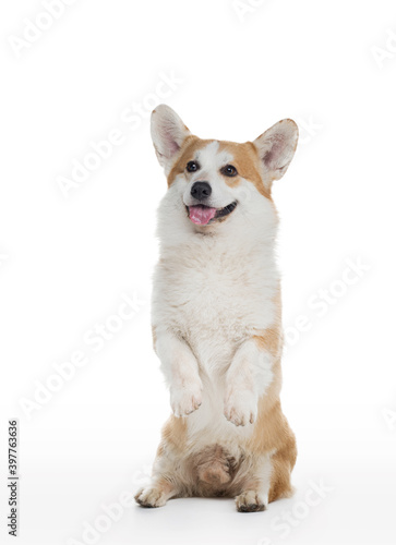 welsh corgi pembroke dog on a white background stands on its hind legs. Obedient pet 