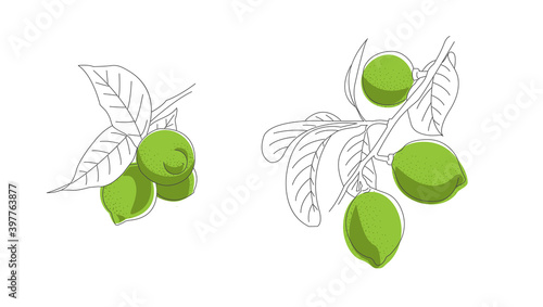 Hand drawn sketch illustration of lime hanging on branch with leaves, artistic grphic, combination of line with color