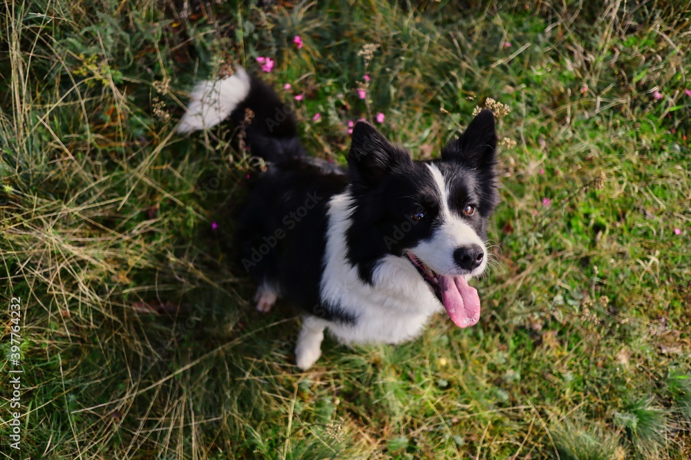 Top-Down Border Collie Sitting in the Grass. Black and White Dog with Tongue Out in Nature. Top-Down Border Collie Sitting in the Grass. Black and White Dog with Tongue Out in Nature.