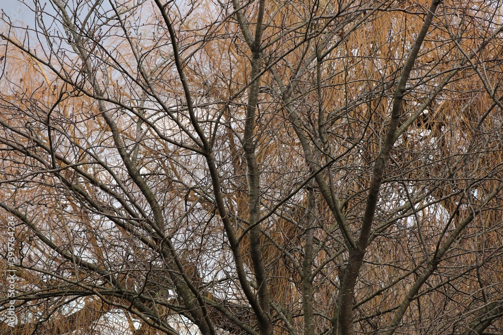 Winter Trees Winter Trees
