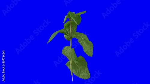 mint spin 360 degrees isolated on blue screen