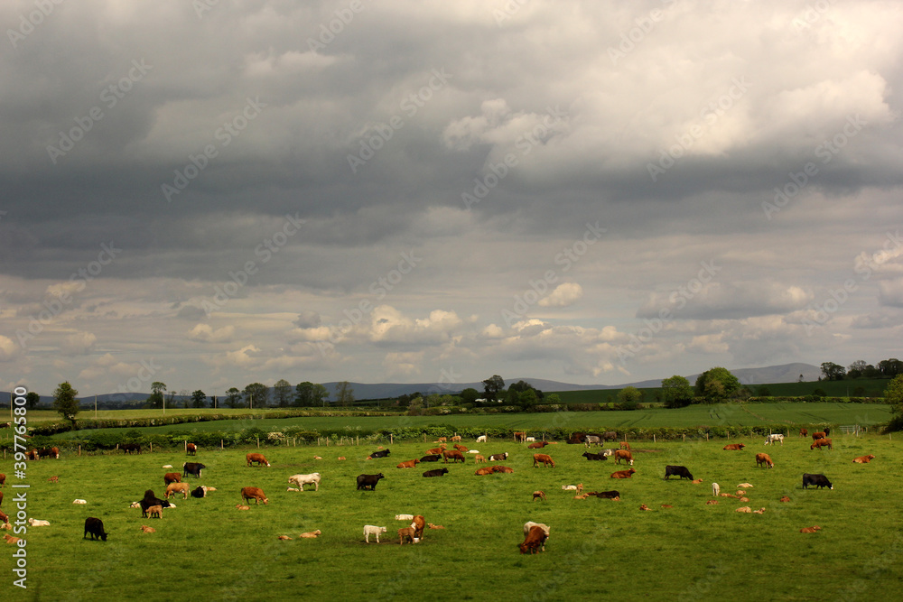 Obraz premium bel élevage de vaches