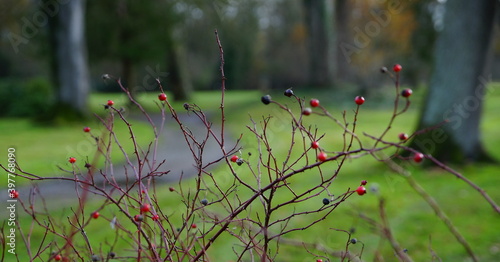 Rose hips in the park