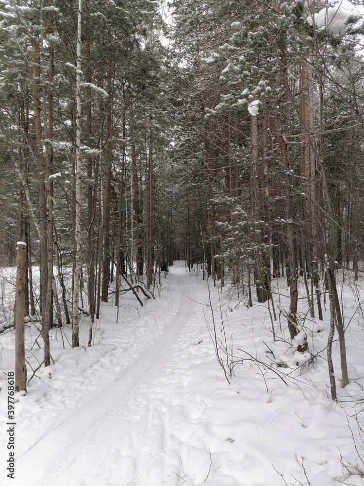 Fototapeta premium winter forest in the snow