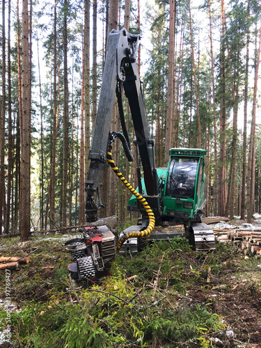 Combine harvester working in the forest. Close-up of a young forest stand. Machine on excavator chassis.
