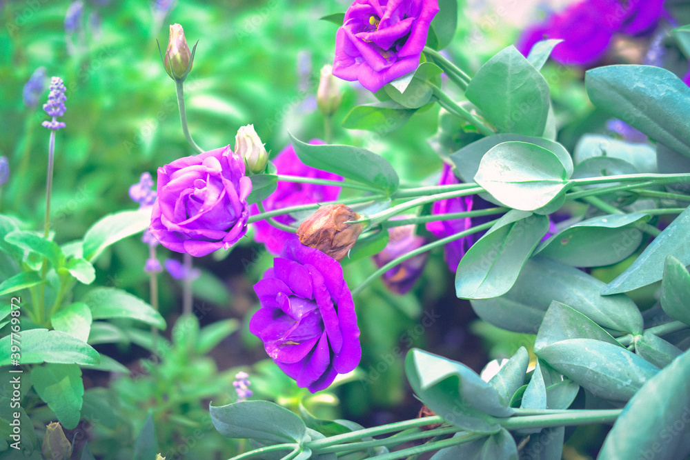 purple Lysianthus flower growing in garden purple Lysianthus flower growing in garden
