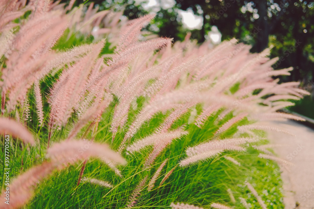 grass flower field on hill grass flower field on hill