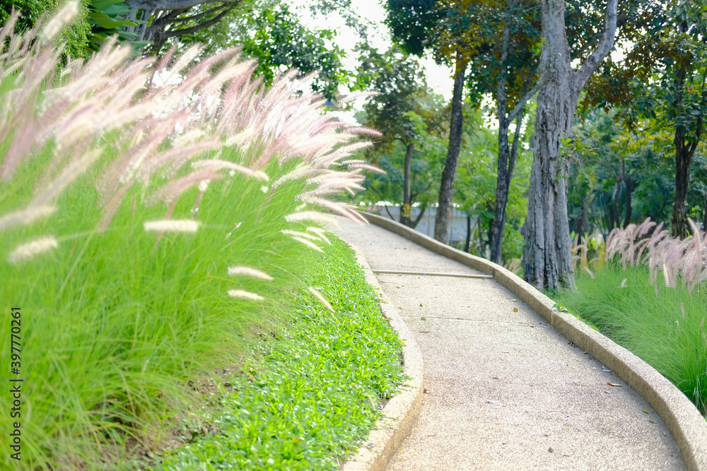 walkway beside grass flower field on hill walkway beside grass flower field on hill