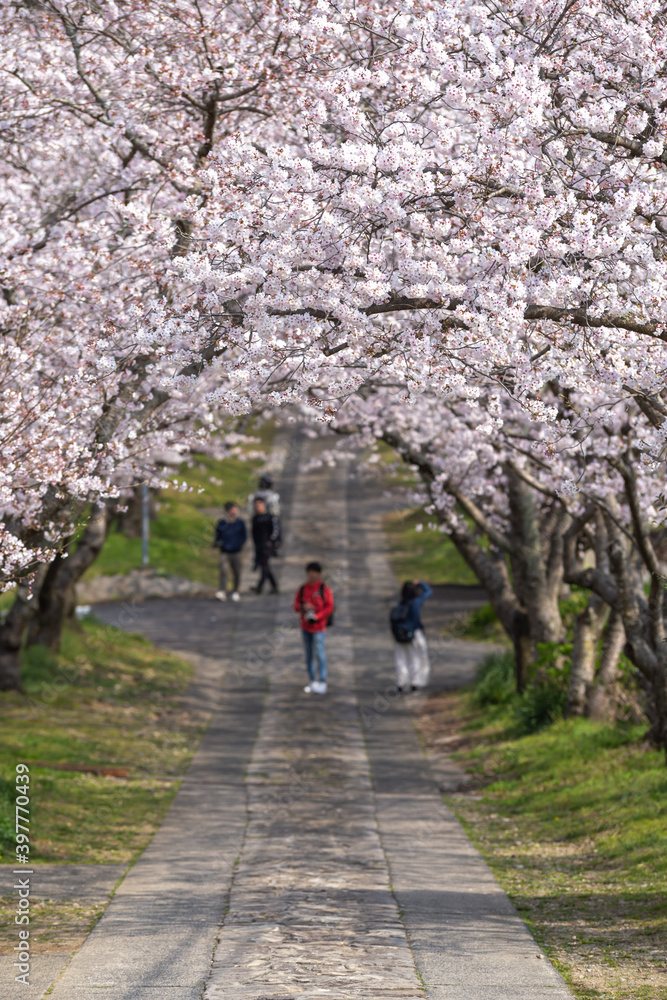 桜のアーチ　春のイメージ