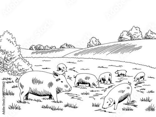 Pigs feeding grass on the hill graphic black white sketch illustration vector