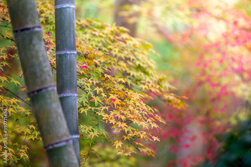 竹と紅葉 和風ね秋のイメージ 竹と紅葉 和風ね秋のイメージ