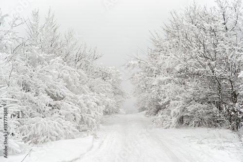 Winter road in the snowy forest.