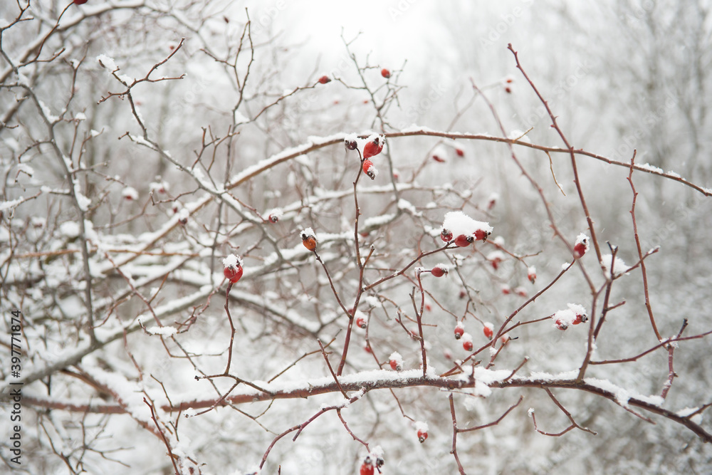 Hawthorn berries on a branch under the snow Hawthorn berries on a branch under the snow