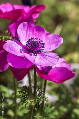 アネモネの花 春のイメージ