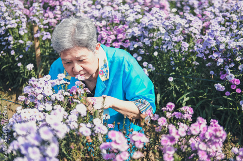 asian old elderly elder woman resting relaxing in flower garden. senior leisure lifestyle