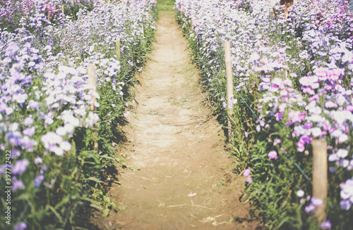 purple magaret flower in flora field photo