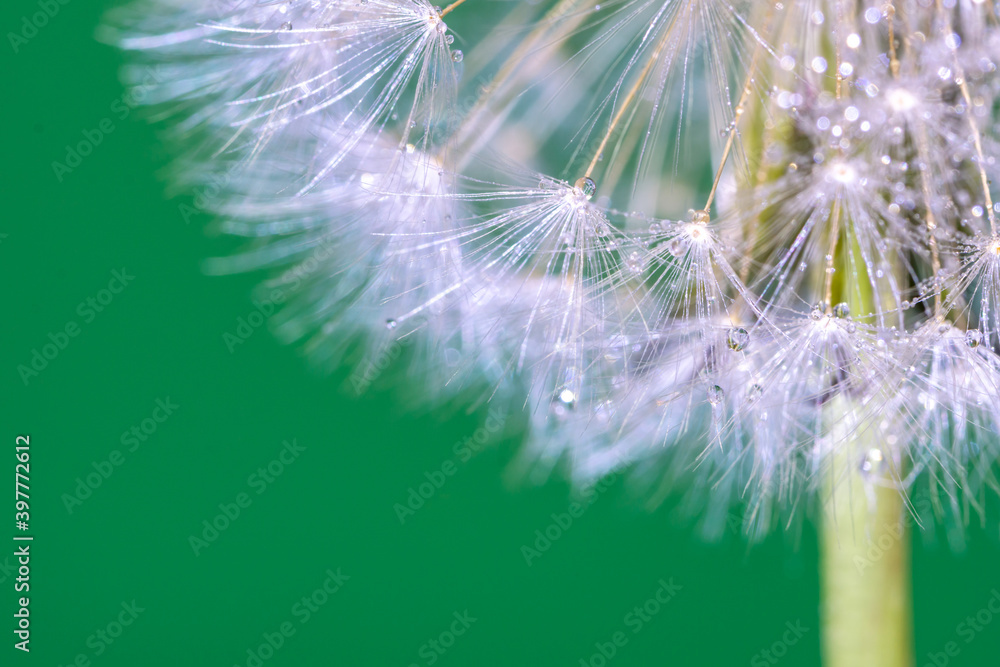 Fototapeta premium タンポポの綿毛