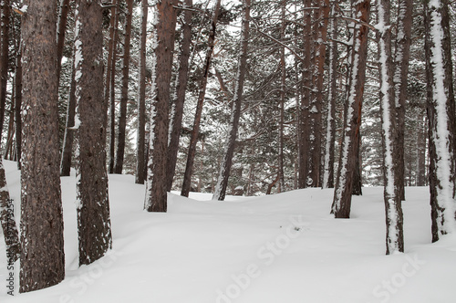 Evergreen pine forest with snow in the mountains