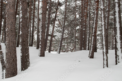 Evergreen pine forest with snow in the mountains © irina