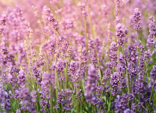 Soft focus on lavender flowers.