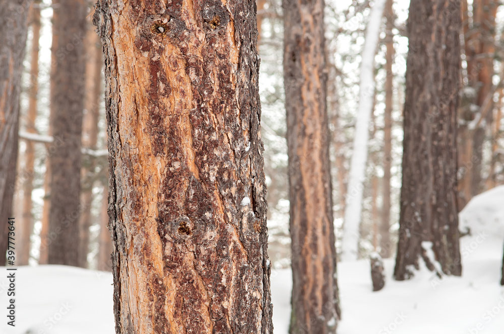 Thick tree trunk of pine closeup in mountains with snow Thick tree trunk of pine closeup in mountains with snow