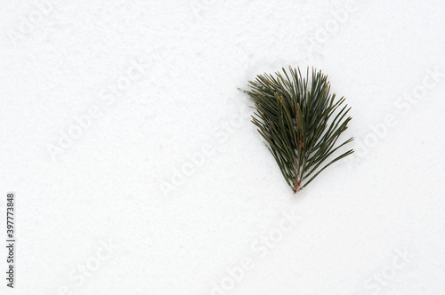 Branch of pine on the snow, Winter pine forest in snow