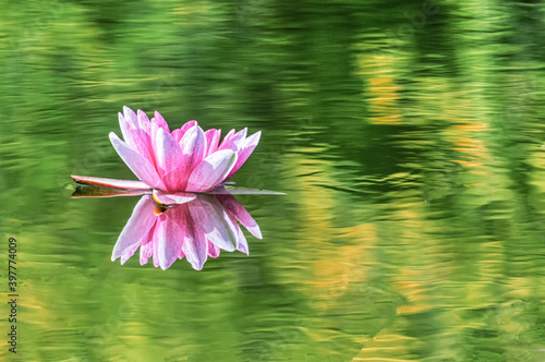 beautiful pink Lotus flower on water with reflection