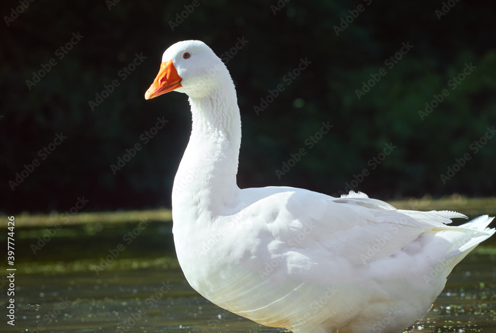 White goose in the river White goose in the river