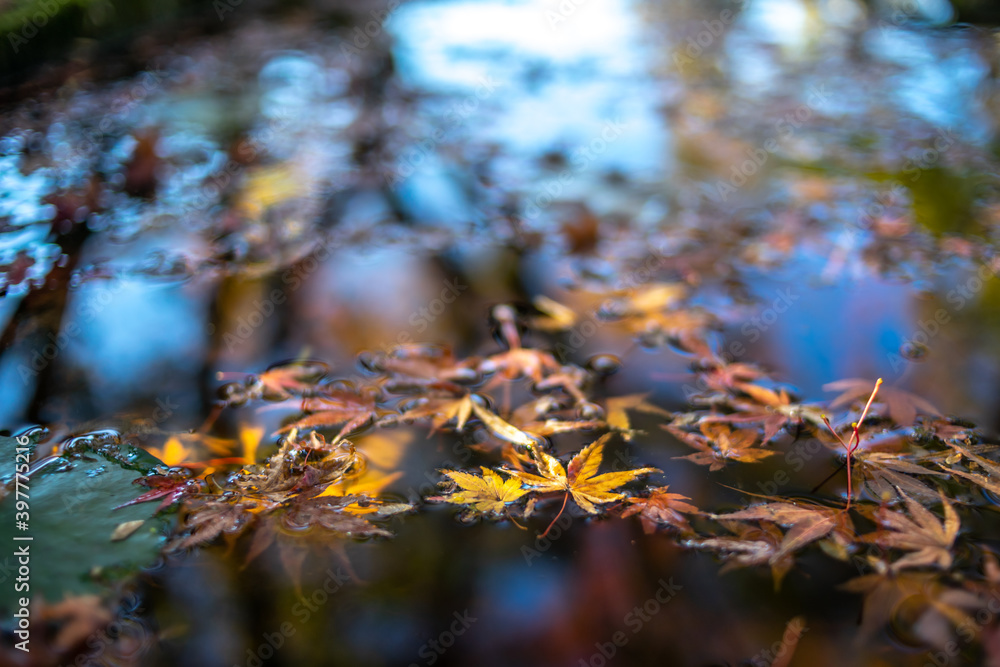落ち葉と水面　秋のイメージ