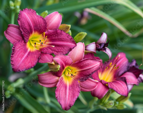 fiori di hemerocallis in primavera