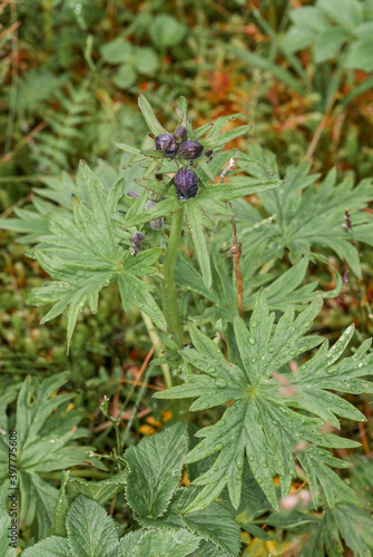 Larkspurleaf Monkshood (Aconitum delphinifolium) at Chowiet Island, Semidi Islands, Alaska, USA photo