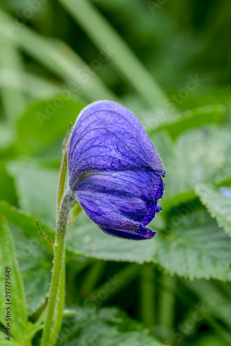 Larkspurleaf Monkshood (Aconitum delphinifolium) at Chowiet Island, Semidi Islands, Alaska, USA photo