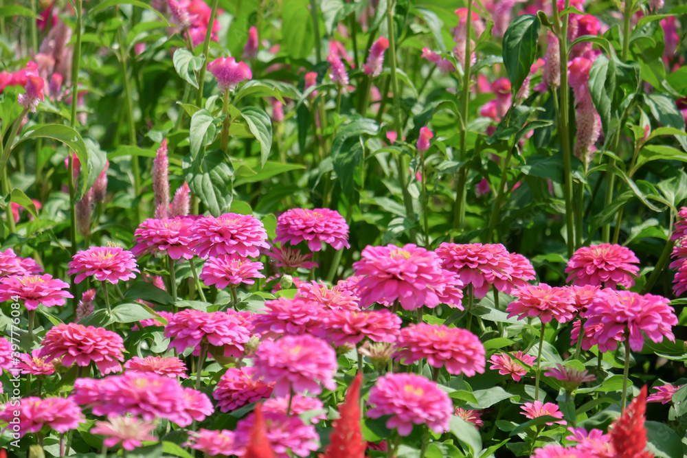 Flowers zinnia elegans (Common zinnia), Flower background, Is a single leaf herbaceous plant with a bouquet of pink as an ornamental plant, at Suan Luang Rama 9 Park Flowers zinnia elegans (Common zinnia), Flower background, Is a single leaf herbaceous plant with a bouquet of pink as an ornamental plant, at Suan Luang Rama 9 Park